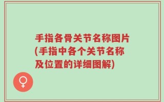手指各骨关节名称图片(手指中各个关节名称及位置的详细图解)