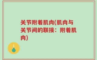 关节附着肌肉(肌肉与关节间的联接：附着肌肉)