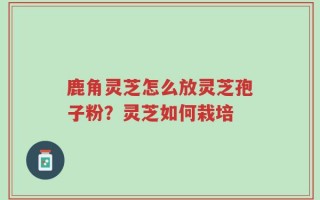 鹿角灵芝怎么放灵芝孢子粉？灵芝如何栽培