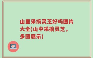 山里采摘灵芝好吗图片大全(山中采摘灵芝，多图展示)