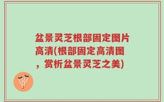 盆景灵芝根部固定图片高清(根部固定高清图，赏析盆景灵芝之美)