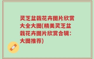 灵芝盆栽花卉图片欣赏大全大图(精美灵芝盆栽花卉图片欣赏合辑：大图推荐)