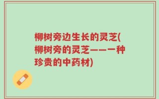 柳树旁边生长的灵芝(柳树旁的灵芝——一种珍贵的中药材)