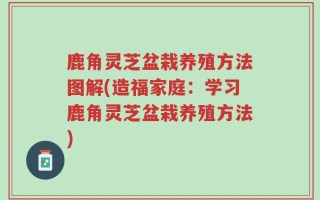 鹿角灵芝盆栽养殖方法图解(造福家庭：学习鹿角灵芝盆栽养殖方法)