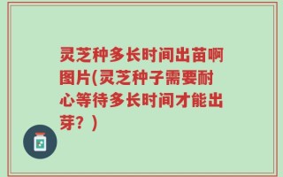 灵芝种多长时间出苗啊图片(灵芝种子需要耐心等待多长时间才能出芽？)