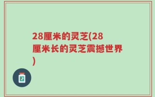 28厘米的灵芝(28厘米长的灵芝震撼世界)