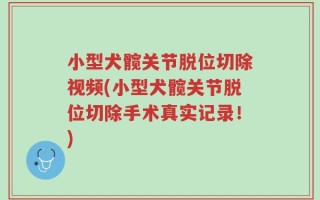 小型犬髋关节脱位切除视频(小型犬髋关节脱位切除手术真实记录！)