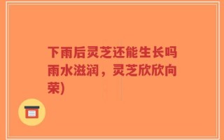 下雨后灵芝还能生长吗雨水滋润，灵芝欣欣向荣)