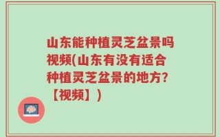 山东能种植灵芝盆景吗视频(山东有没有适合种植灵芝盆景的地方？【视频】)