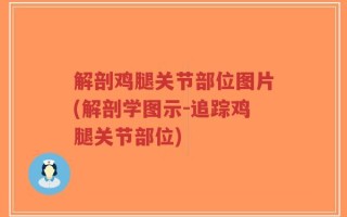 解剖鸡腿关节部位图片(解剖学图示-追踪鸡腿关节部位)
