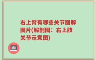 右上臂有哪些关节图解图片(解剖图：右上肢关节示意图)