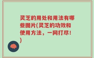 灵芝的用处和用法有哪些图片(灵芝的功效和使用方法，一网打尽！)