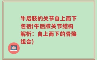 牛后肢的关节自上而下包括(牛后肢关节结构解析：自上而下的骨骼组合)