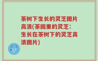 茶树下生长的灵芝图片高清(茶园里的灵芝：生长在茶树下的灵芝高清图片)