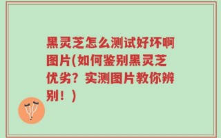黑灵芝怎么测试好坏啊图片(如何鉴别黑灵芝优劣？实测图片教你辨别！)