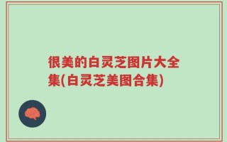 很美的白灵芝图片大全集(白灵芝美图合集)