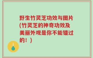 野生竹灵芝功效与图片(竹灵芝的神奇功效及美丽外观是你不能错过的！)