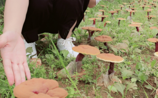灵芝孢子粉多少钱？俄罗斯东北那边的灵芝孢子粉怎么样？