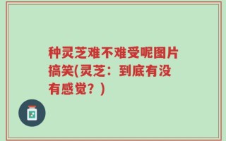 种灵芝难不难受呢图片搞笑(灵芝：到底有没有感觉？)
