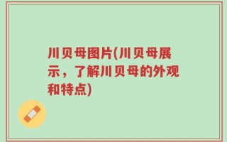川贝母图片(川贝母展示，了解川贝母的外观和特点)