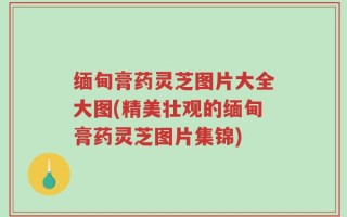 缅甸膏药灵芝图片大全大图(精美壮观的缅甸膏药灵芝图片集锦)