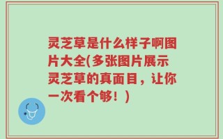 灵芝草是什么样子啊图片大全(多张图片展示灵芝草的真面目，让你一次看个够！)