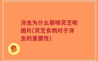 洋虫为什么要喂灵芝呢图片(灵芝食物对于洋虫的重要性)