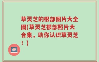 草灵芝的根部图片大全图(草灵芝根部照片大合集，助你认识草灵芝！)