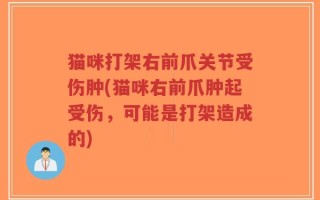 猫咪打架右前爪关节受伤肿(猫咪右前爪肿起受伤，可能是打架造成的)