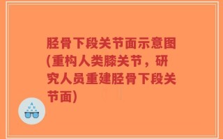 胫骨下段关节面示意图(重构人类膝关节，研究人员重建胫骨下段关节面)