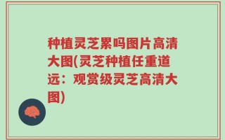 种植灵芝累吗图片高清大图(灵芝种植任重道远：观赏级灵芝高清大图)