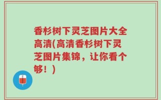 香杉树下灵芝图片大全高清(高清香杉树下灵芝图片集锦，让你看个够！)