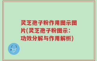 灵芝孢子粉作用图示图片(灵芝孢子粉图示：功效分解与作用解析)