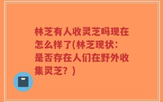林芝有人收灵芝吗现在怎么样了(林芝现状：是否存在人们在野外收集灵芝？)
