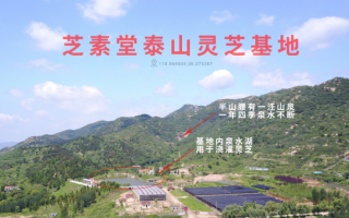 血糖高是糖尿病吗？吃灵芝孢子粉能降血糖吗？