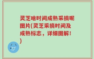 灵芝啥时间成熟采摘呢图片(灵芝采摘时间及成熟标志，详细图解！)