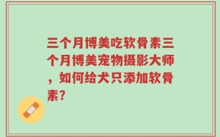 三个月博美吃软骨素三个月博美宠物摄影大师，如何给犬只添加软骨素？