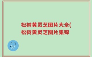 松树黄灵芝图片大全(松树黄灵芝图片集锦
