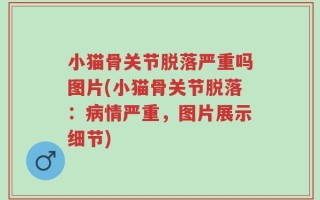 小猫骨关节脱落严重吗图片(小猫骨关节脱落：病情严重，图片展示细节)