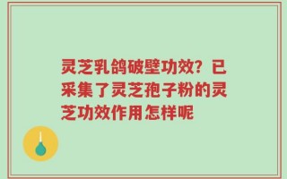 灵芝乳鸽破壁功效？已采集了灵芝孢子粉的灵芝功效作用怎样呢