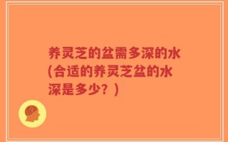 养灵芝的盆需多深的水(合适的养灵芝盆的水深是多少？)