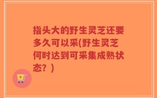 指头大的野生灵芝还要多久可以采(野生灵芝何时达到可采集成熟状态？)
