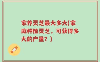 家养灵芝最大多大(家庭种植灵芝，可获得多大的产量？)