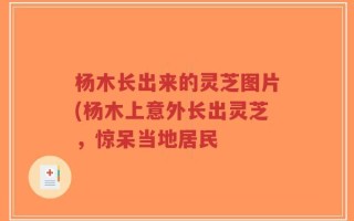 杨木长出来的灵芝图片(杨木上意外长出灵芝，惊呆当地居民