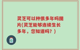 灵芝可以种很多年吗图片(灵芝能够连续生长多年，您知道吗？)