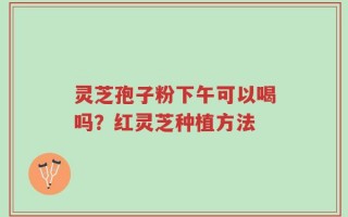 灵芝孢子粉下午可以喝吗？红灵芝种植方法
