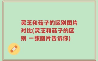 灵芝和菇子的区别图片对比(灵芝和菇子的区别 一张图片告诉你)