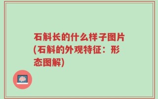石斛长的什么样子图片(石斛的外观特征：形态图解)