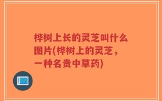 桦树上长的灵芝叫什么图片(桦树上的灵芝，一种名贵中草药)