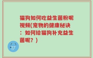 猫狗如何吃益生菌粉呢视频(宠物的健康秘诀：如何给猫狗补充益生菌呢？)